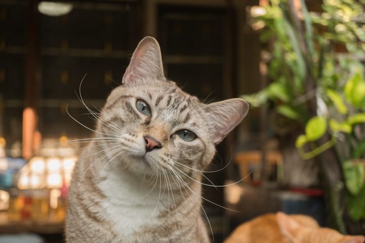 Zooterapia: a importância dos pets para a saúde de seus donos